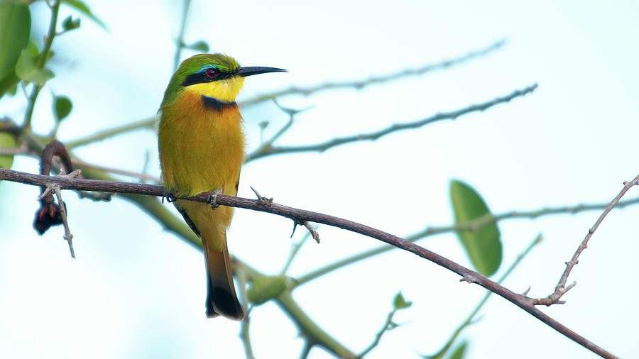 Little Bee-eater Photograph by Mareko Marciniak