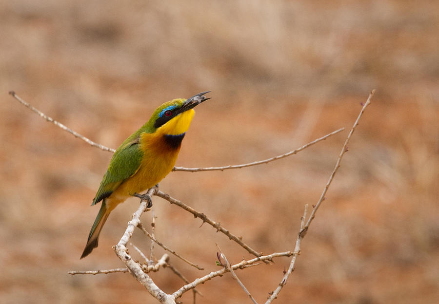 Little Bee-Eater with prey Photograph by Howard Kennedy