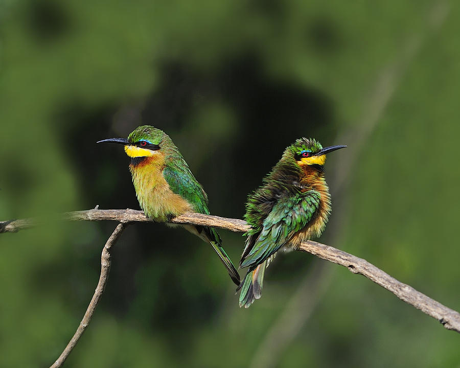 Bird Photograph - Little Bee-Eaters by Tony Beck