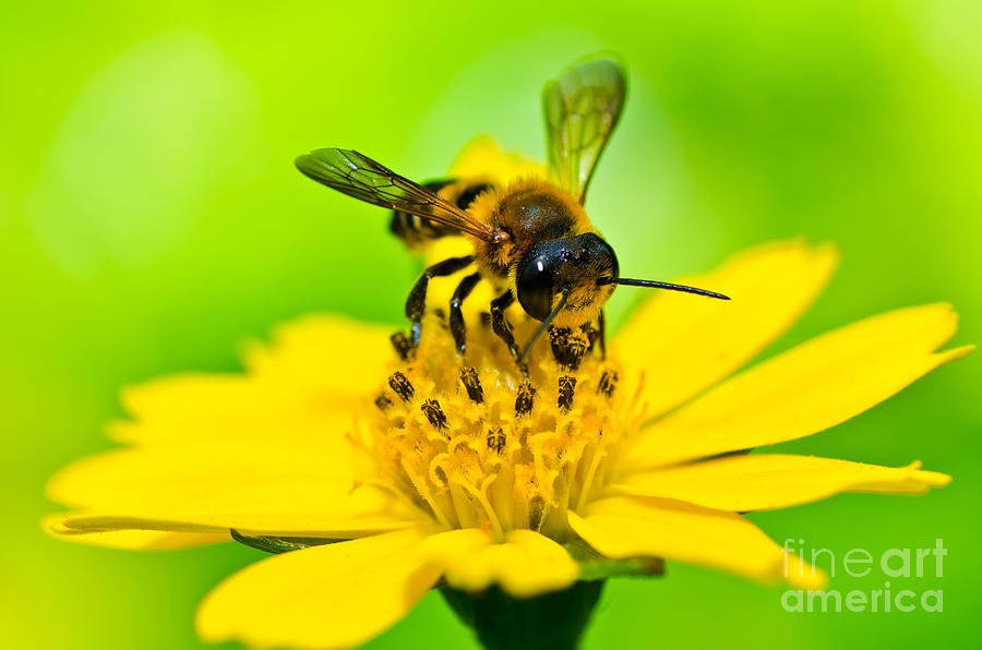 flower and bee à·ƒà¶³à·„à· à¶´à·’à¶±à·Šà¶­à·”à¶» à¶´à·Šâ€à¶»à¶­à·’à¶µà¶½