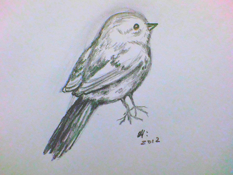 Little Bird Drawing by April Higney