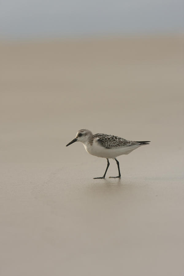 Little Bird Photograph by David Paul Murray - Fine Art America