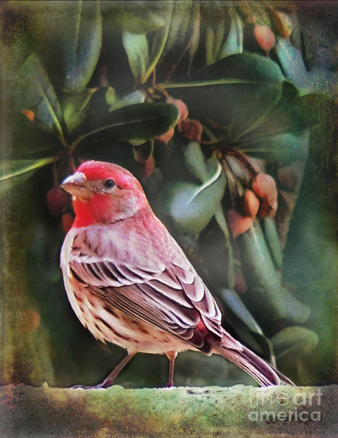 Little Bird IV Digital Art by Rhonda Strickland