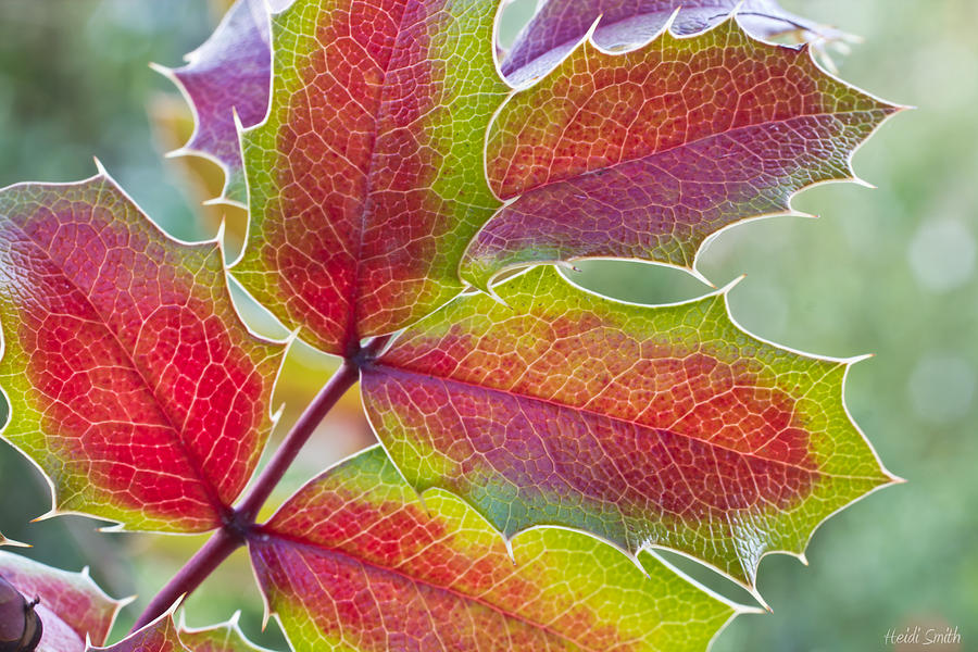 Nature Photograph - Little Bit Of Autumn by Heidi Smith