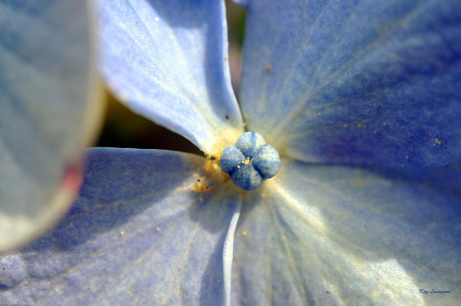 Hydrangea Flower Photograph - Little Blue Flower by Kay Lovingood