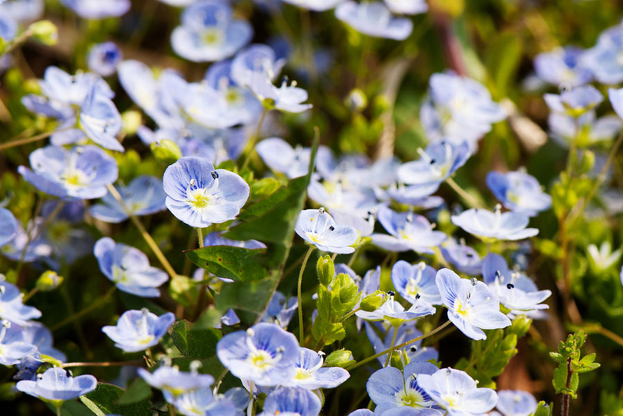 Little blue flowers Photograph by Laura Melis