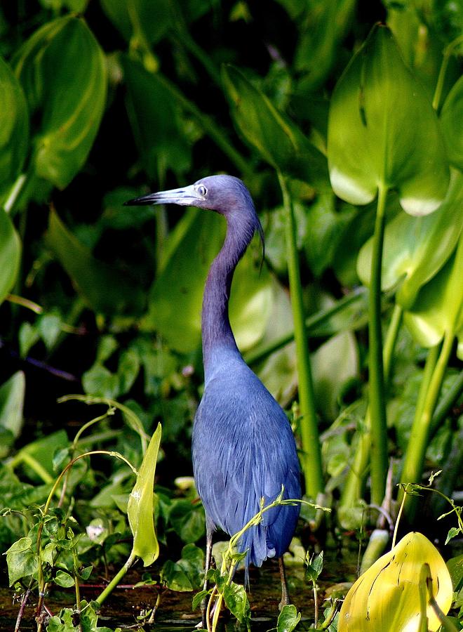 Little Blue Heron 2 Photograph by Lisa Scott