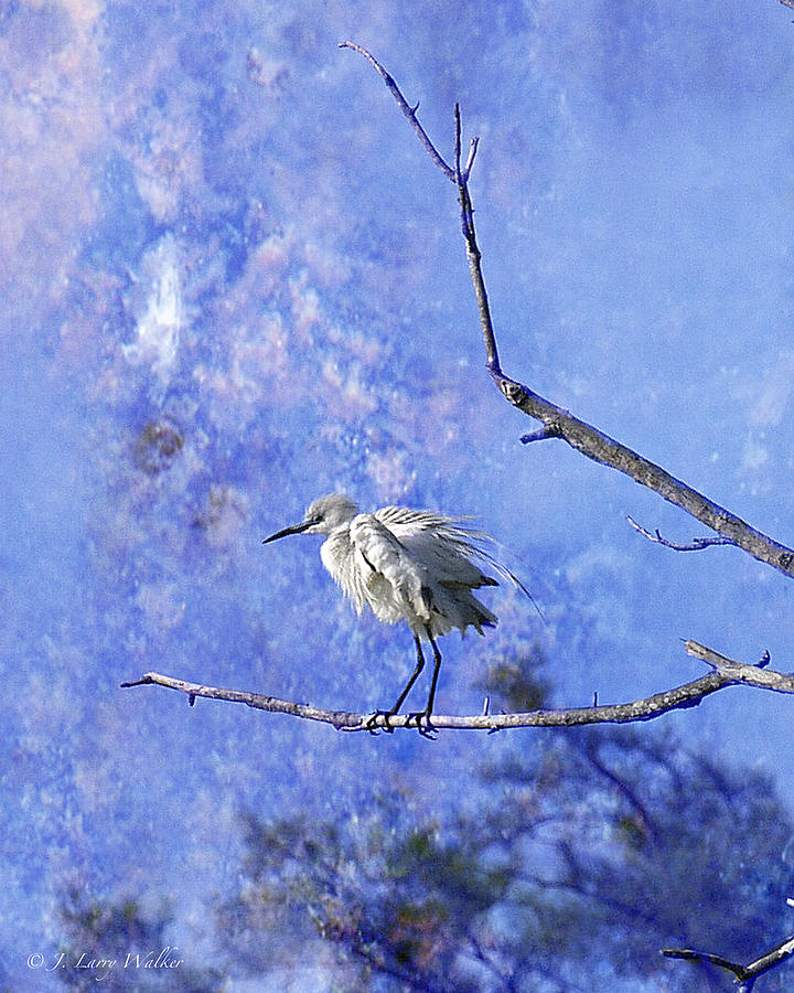 Little Blue Heron Baby Digital Art by J Larry Walker