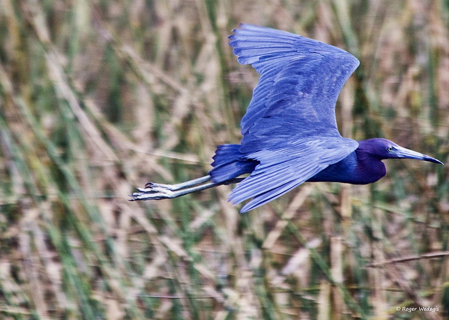 Heron Photograph - Little Blue Heron In Flight by Roger Wedegis