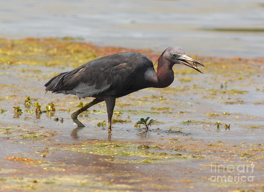 Little Blue Heron In Swamp Photograph by Robert Frederick