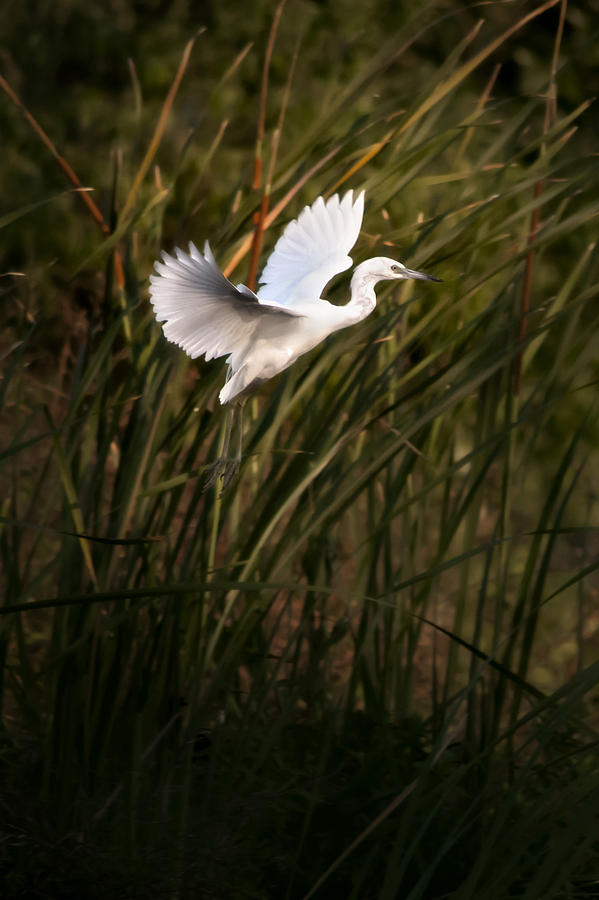 Little Blue Heron On Approach Photograph by Steven Sparks