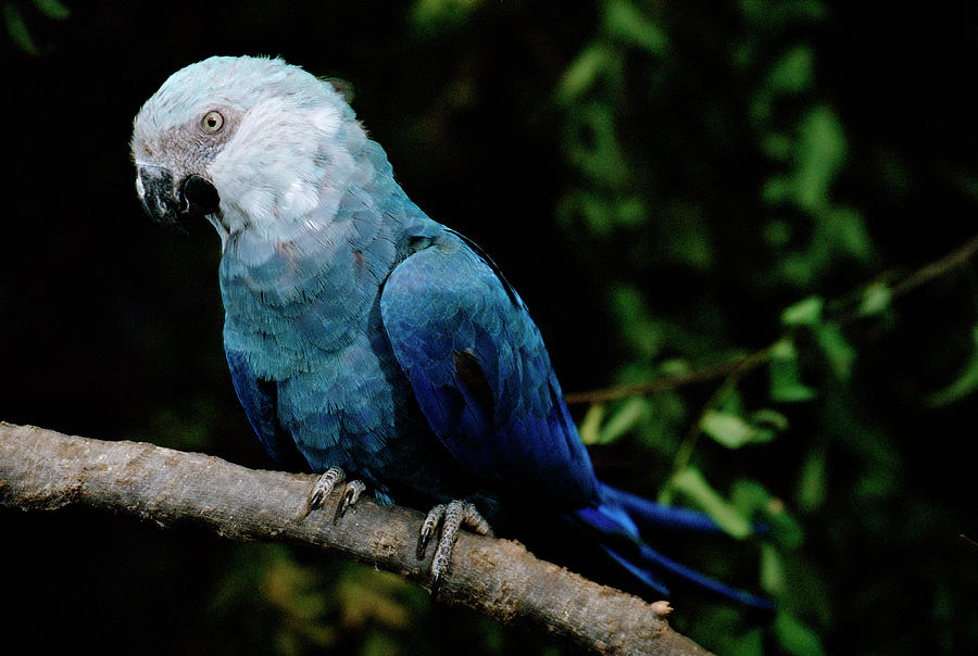 Little Blue Macaw Cyanopsitta Spixii Photograph by Claus Meyer