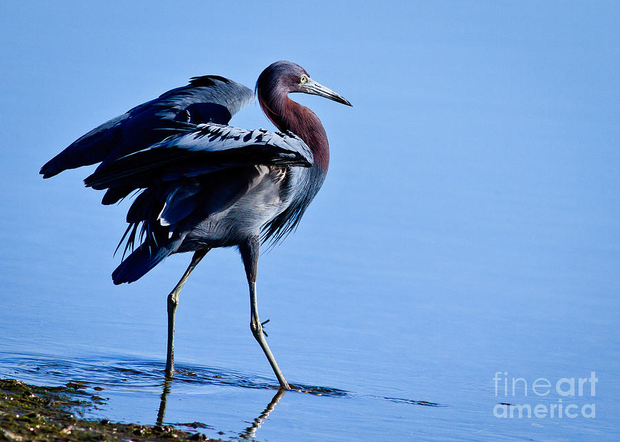 Heron Photograph - Little Blue Strut by Carl Jackson