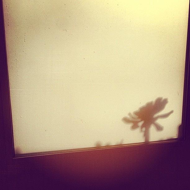 Little Cactus Shadow Dancing In Our Photograph by Shelley Randles