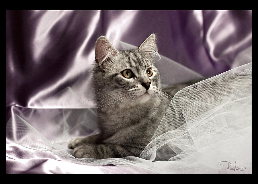 Little cat on lilac   card Photograph by Raffaella Lunelli
