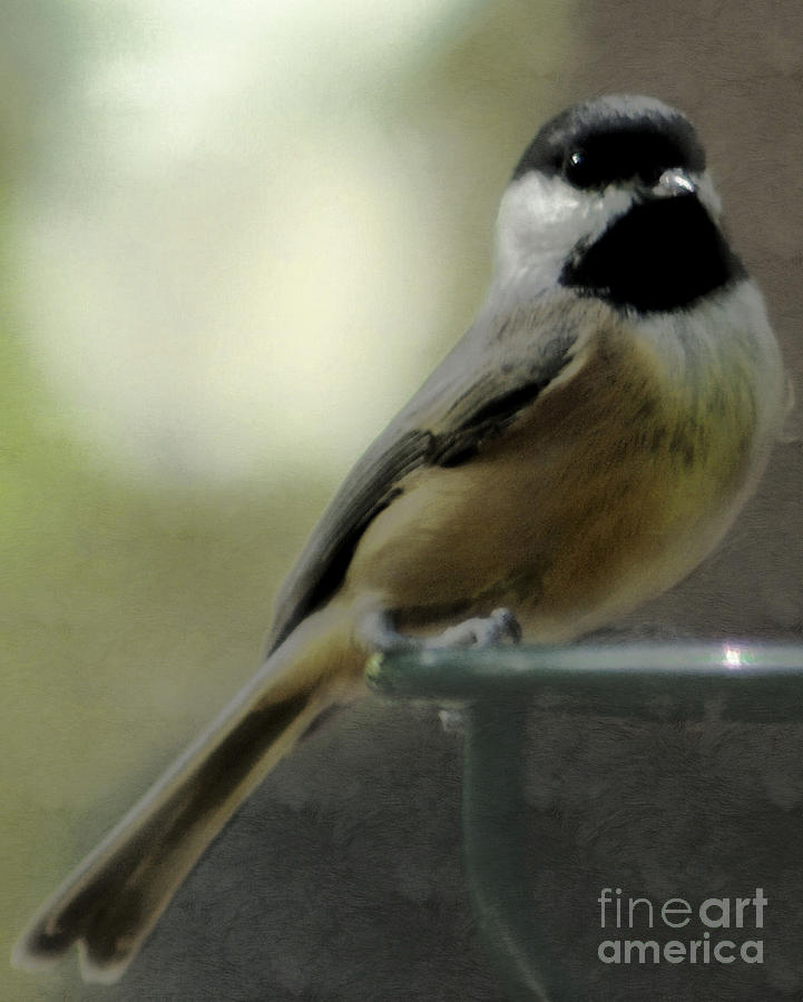 Nature Photograph - Little chickadee by Wendy Athanasopoulos