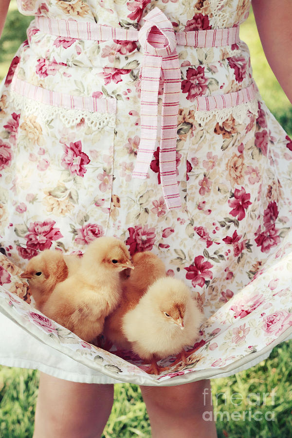 Little Chicks Photograph by Stephanie Frey