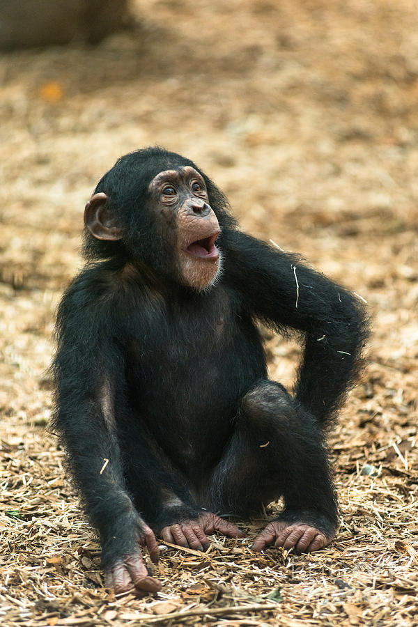 Little Chimp Photograph by Andrew Michael