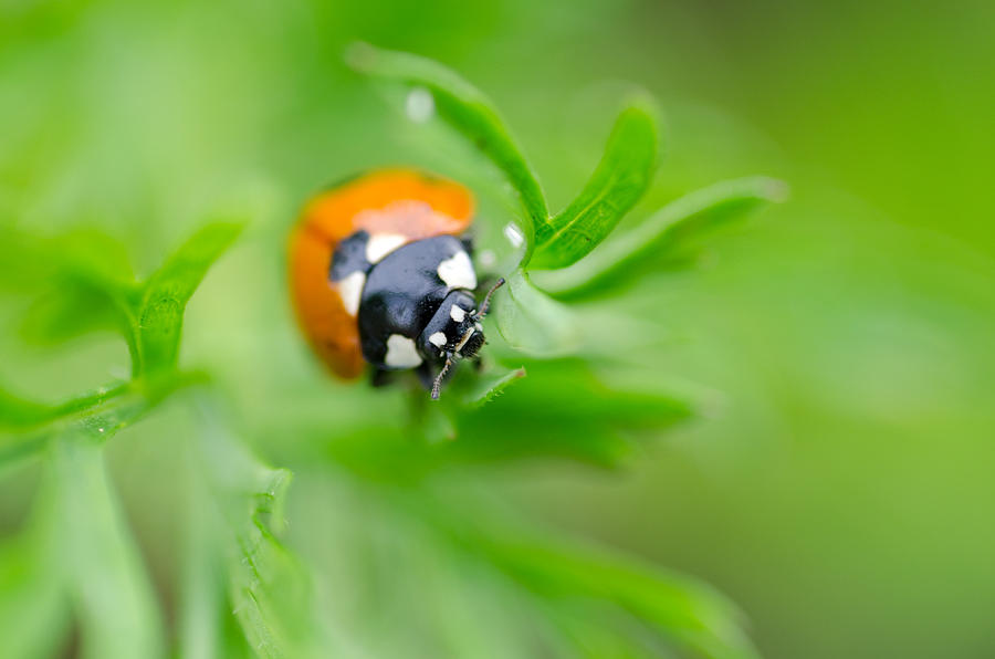 Little Climbing Lady Bug Photograph by Margaret Pitcher
