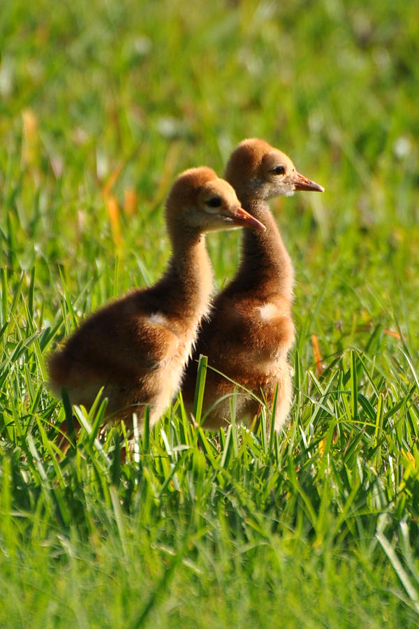 Little Cranes Photograph by Kelli Reed - Fine Art America