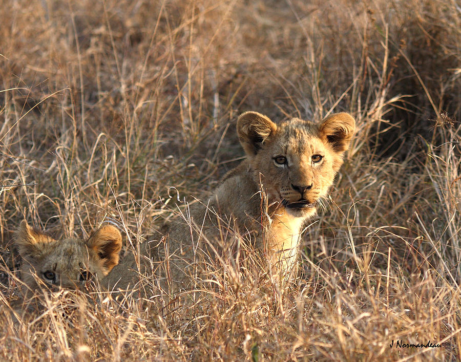 Lion Photograph - Little Cubs by Sarah  Lalonde