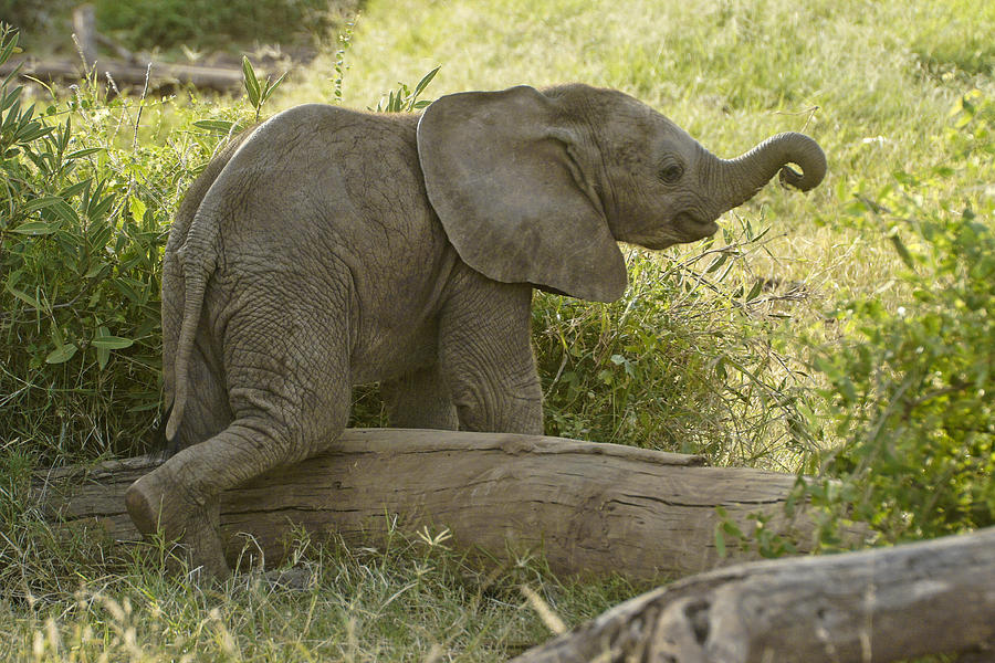 Elephant Photograph - Little Cutie by Michele Burgess