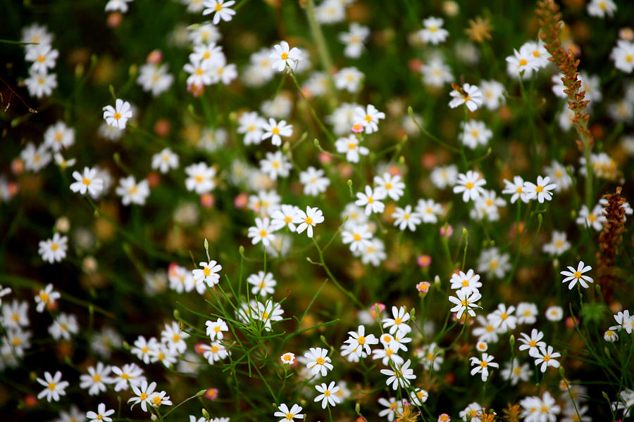 Little daisies Photograph by Toni Hopper