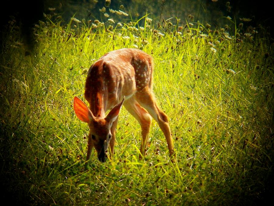 Little Deer Photograph by Joyce Kimble Smith