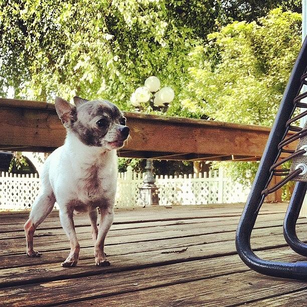 Chihuahua Photograph - Little Dog by Lori Lynn Gager