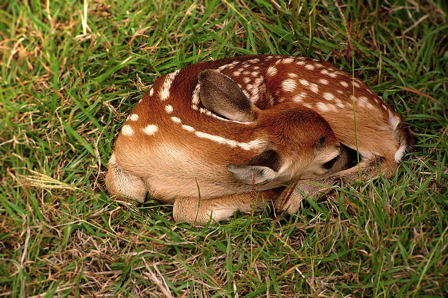 Little Fawn Photograph by Devin Rader | Fine Art America