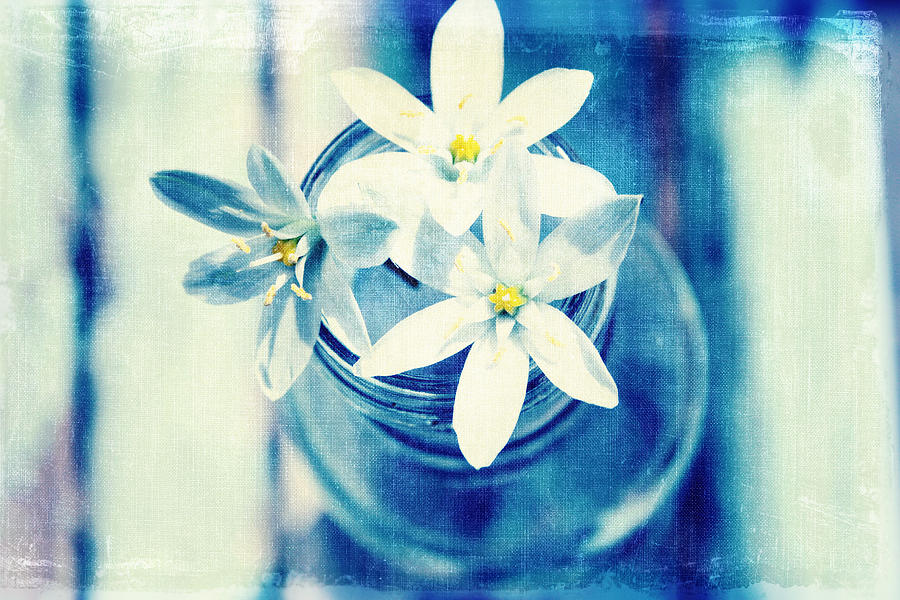 Little Flowers Photograph by Toni Hopper