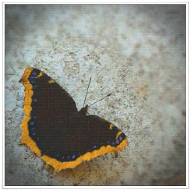 Butterfly Photograph - Little Friend Came To Visit Today by Jennifer Augustine