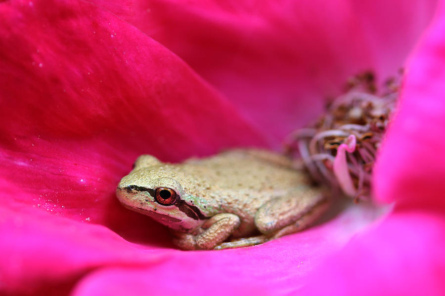 Nature Photograph - Little Frog in a Red Rose Flower by Jennie Marie Schell