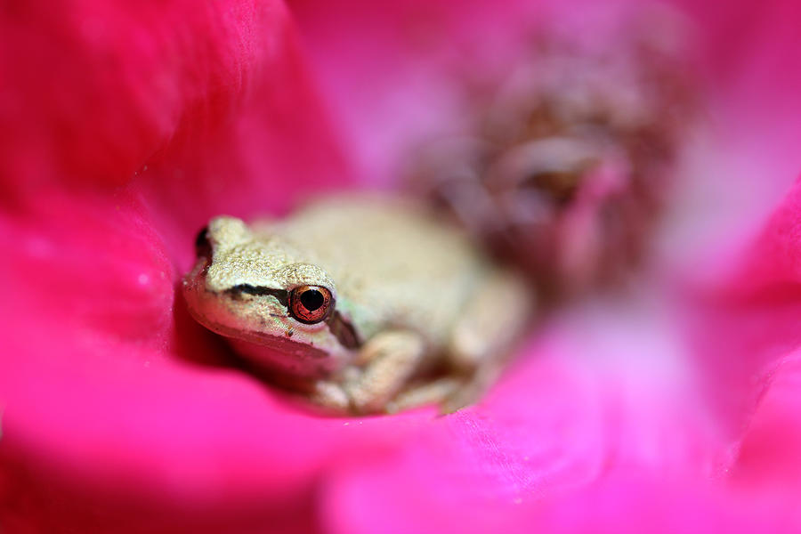 Nature Photograph - Little Frog in Red Rose Flower II by Jennie Marie Schell
