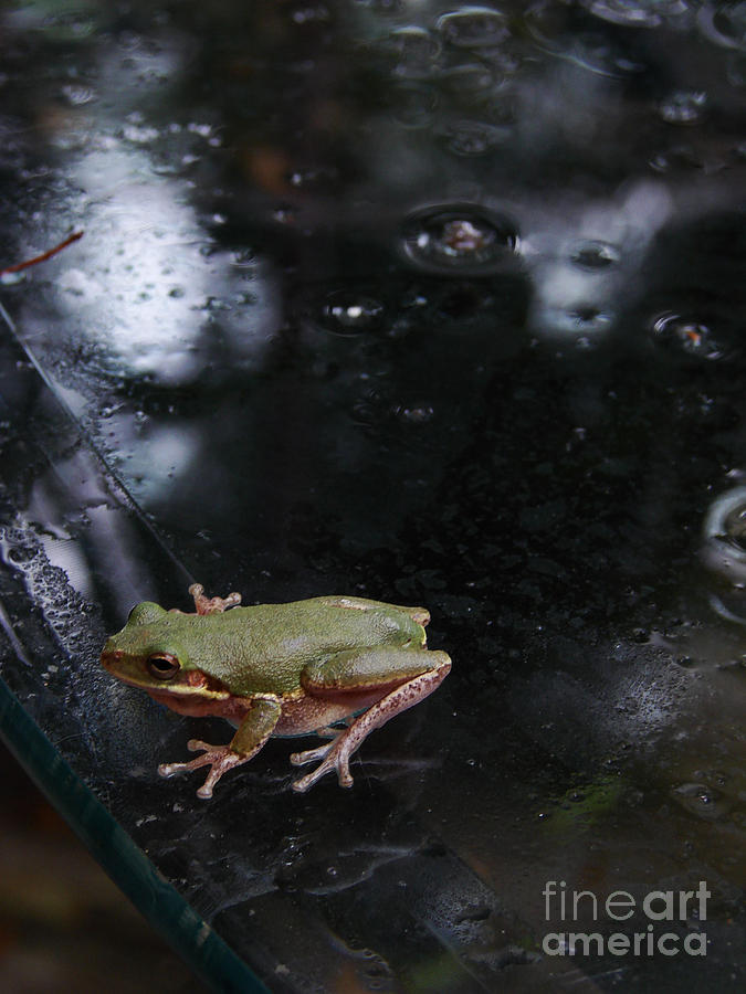 Little Frog Photograph by Mark Holbrook