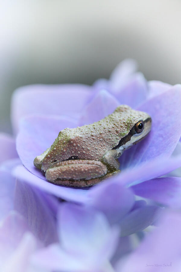 Little Frog on Hydrangea Flower Photograph by Jennie Marie Schell