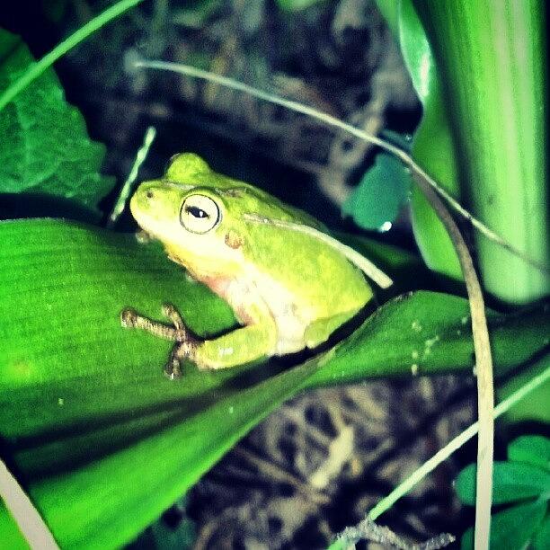 Animal Photograph - Little Froggy by Kaity Craven