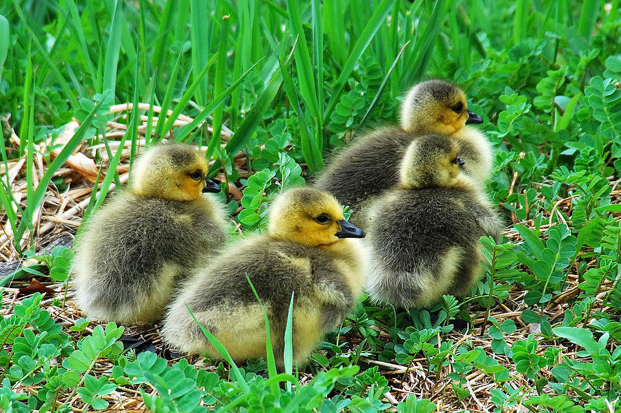 Little Goslings Photograph by Janice Adomeit