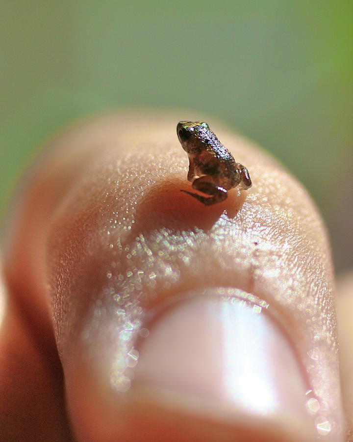 Little Grass Frog by Tracy Welker