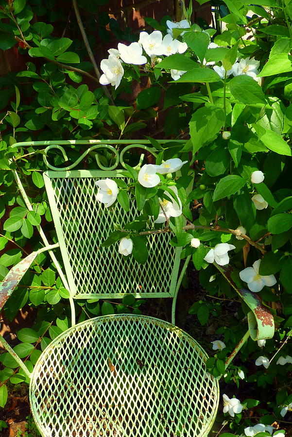 Little Green Chair Photograph by Carla Parris