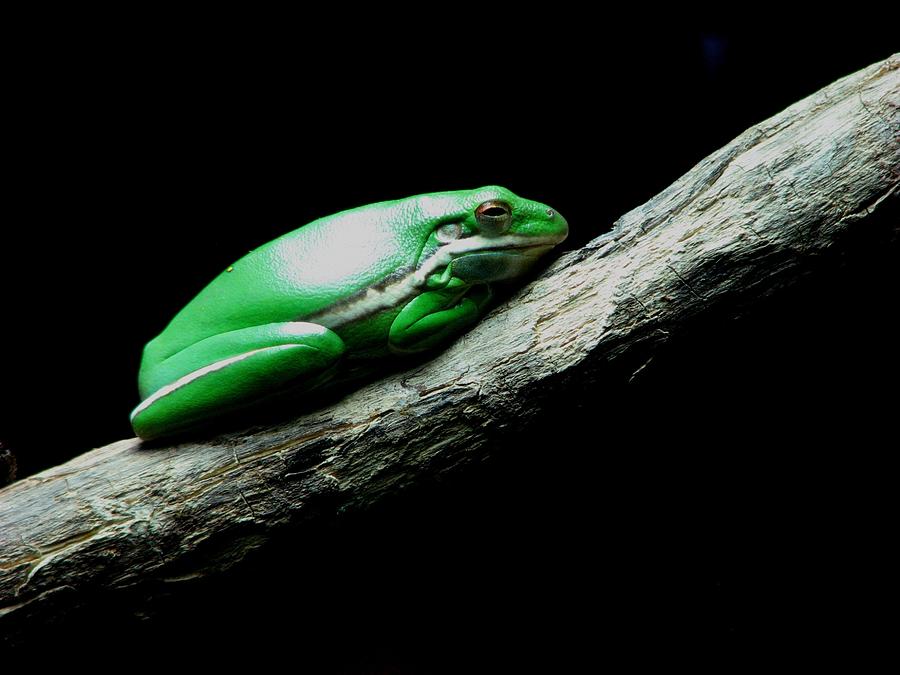 Little Green Frog Photograph by Kathy Long
