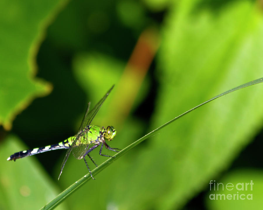 little Green wings Photograph by Ken Frischkorn