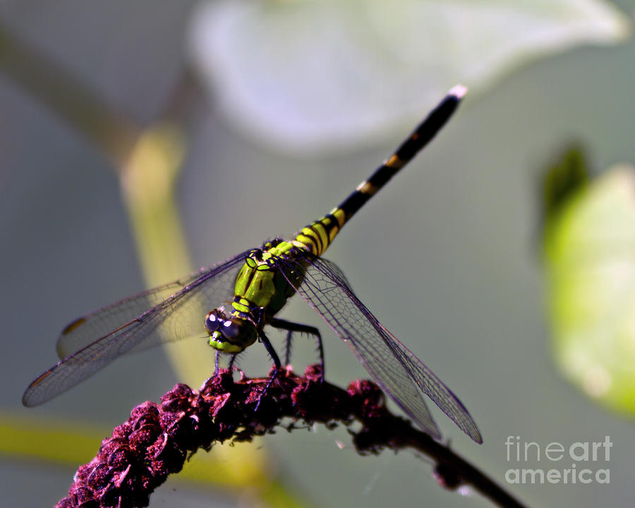 Little Green Wings three Photograph by Ken Frischkorn