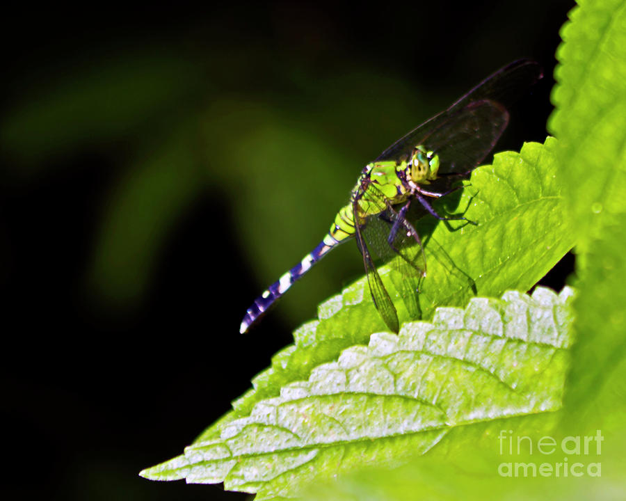 Little Green Wings two Photograph by Ken Frischkorn