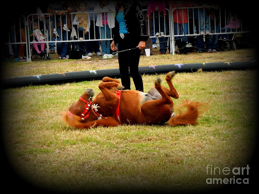 Little Horse Rolling Over Photograph by Renee Trenholm