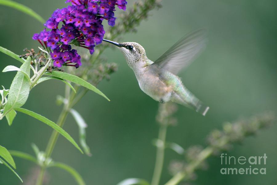 Little Hummer Photograph by Living Color Photography Lorraine Lynch