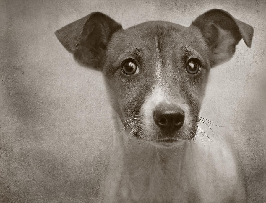 Little Jack Monochrome Photograph by Pat Abbott