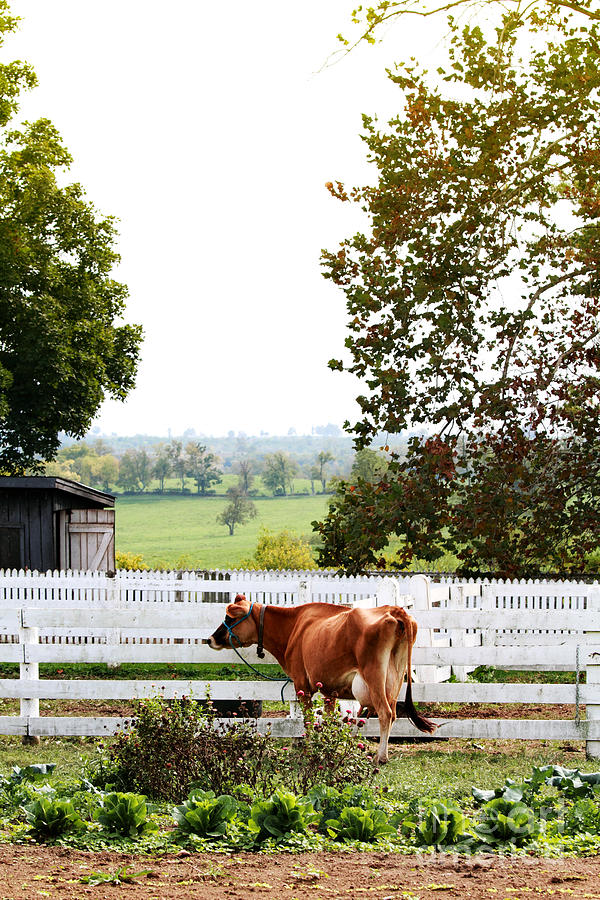 Little Jersey Cow Photograph by Stephanie Frey