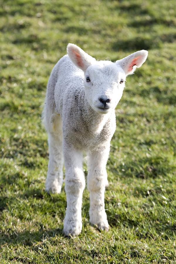 Animal Photograph - Little Lamb by John Short