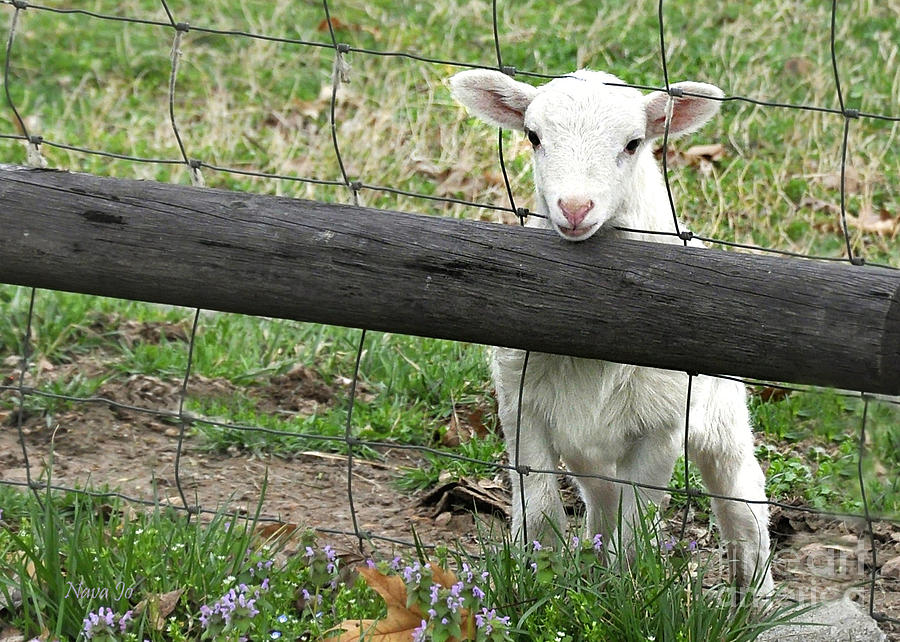 Little Lamb Photograph by Nava Thompson